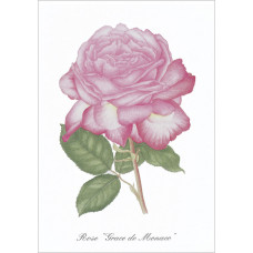 Série de 12 cartes postales « Fleurs »