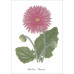 Série de 12 cartes postales « Fleurs »