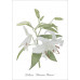 Série de 12 cartes postales « Fleurs »