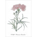 Série de 12 cartes postales « Fleurs »