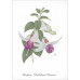 Série de 12 cartes postales « Fleurs »