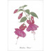 Série de 12 cartes postales « Fleurs »