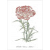 Série de 12 cartes postales « Fleurs »