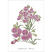 Série de 12 cartes postales « Fleurs »