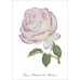 Série de 12 cartes postales « Fleurs »